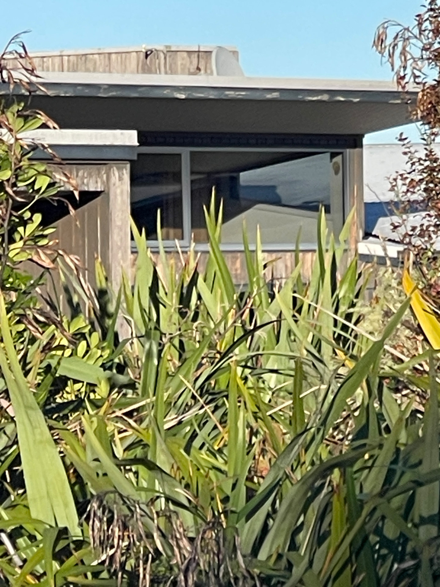 Weathered cedar eaves and clerestory window glimpsed through flax blades